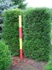 Eibe - heimische Eibe - Taxus baccata