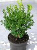 Buxus sempervirens var. arborescens