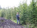 Hainbuche, Weißbuche - Carpinus betulus