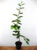 Hainbuche, Weißbuche - Carpinus betulus