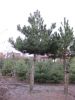 Österreichische Schwarz-Kiefer - Pinus nigra - Stamm