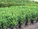 Prunus lauroc. 'Caucasica'