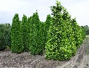 Chamaecyparis laws. 'Kelleris Gold'