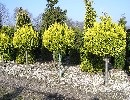 Chamaecyparis laws. 'Stardust'