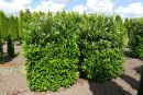 Kirschlorbeer 'Herbergii' - Prunus lauroc. 'Herbergii'