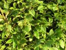 Hainbuche, Weißbuche - Carpinus betulus