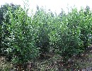 Prunus lauroc. 'Caucasica'
