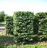 Carpinus betulus