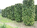 Fagus sylvatica