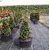 Taxus baccata