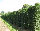 Carpinus betulus