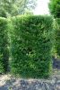 Japanische Stechpalme - Ilex crenata 'Maxima'