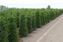 Taxus baccata
