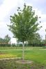 KugelAmberbaum (Liquidambar styraciflua, Gumball) 1214 cm kaufen in