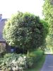 KugelAmberbaum (Liquidambar styraciflua, Gumball) 1214 cm kaufen in