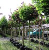 KugelAmberbaum (Liquidambar styraciflua, Gumball) 1214 cm kaufen in