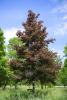 KugelAmberbaum (Liquidambar styraciflua, Gumball) 1214 cm kaufen in