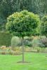 KugelAmberbaum (Liquidambar styraciflua, Gumball) 1214 cm kaufen in